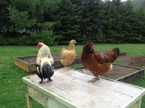 The late Mr/ Fawkes with some of his lady friends