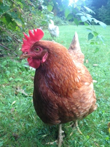 My transgender chicken, Breeze, looking for blackberries and legs to peck